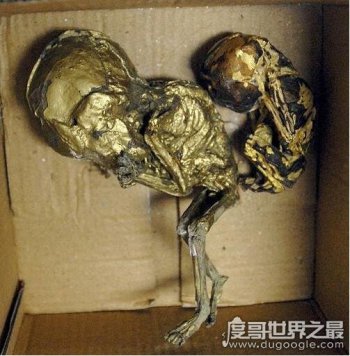 镀金婴尸制作过程 婴儿尸体:娱乐圈明星镀金婴尸真实事件