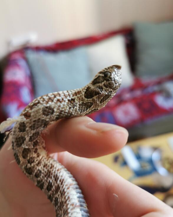 猪鼻蛇多少钱一只 最胆小的宠物蛇:猪鼻蛇可爱图片