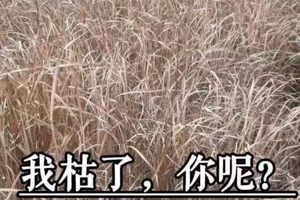 文爱聊天一般聊什么 更多是自己脑补带来的感受