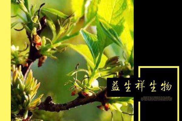 杜仲雄花壮阳效果怎么样 最关心的还是价格