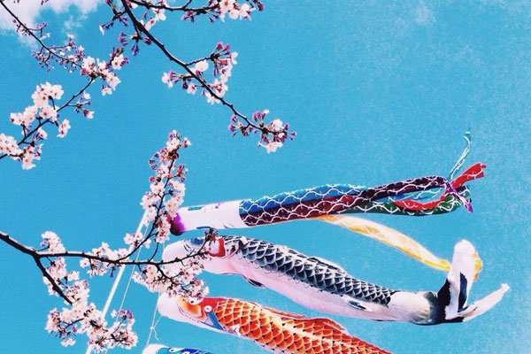 家乡的樱花开了鲤鱼旗随风飘扬歌曲 完整歌词是什么
