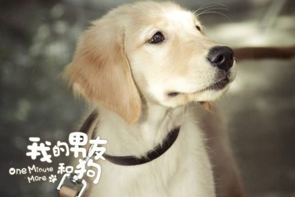 男友狗是什么意思 不想离开粘人粘的要死