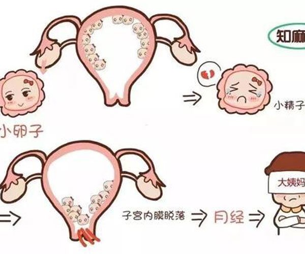 来月经排出很大坨肉肉 那不是肉,只是膜状物