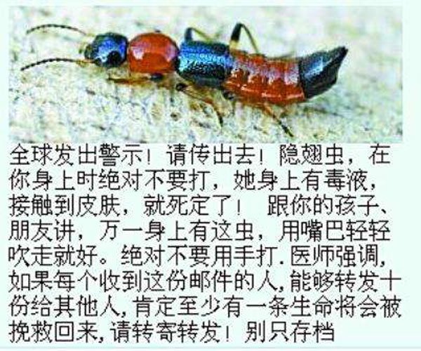 隐翅虫咬人后图片 正确处理受损皮肤后果不会很严重