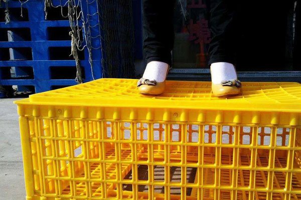 鸡笼警告是什么意思和梗 面对警告还是自愿入套