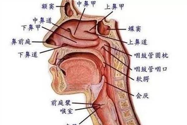 空鼻症患者与正常鼻子图片对比 空鼻症患者痛苦余生无希望