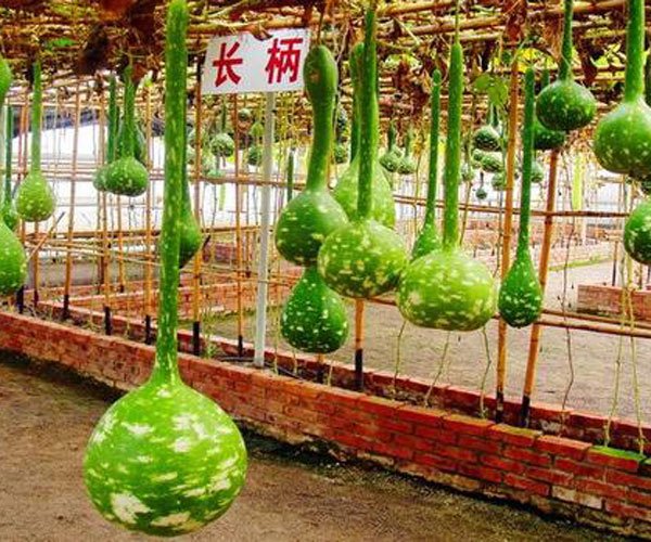 葫芦的寓意和象征 不能随便送人吗?代表着吉祥如意