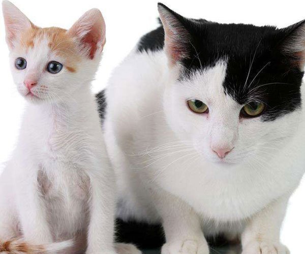 小奶猫网络用语什么意思 还有小奶狗,小野猫