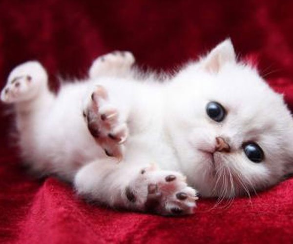 小奶猫网络用语什么意思 还有小奶狗,小野猫