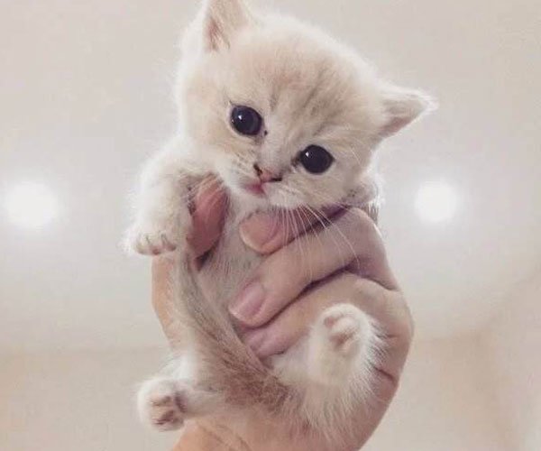 С��è��������ʲô��˼ ����С�̹���СҰè