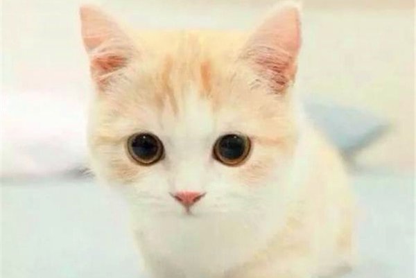 小奶猫多大开始认主人 越多的亲密接触越早认出主人
