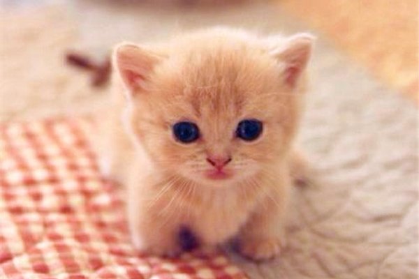 小奶猫多大开始认主人 越多的亲密接触越早认出主人
