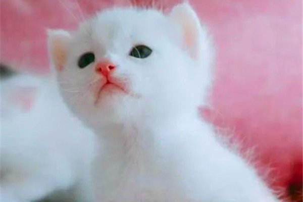 小奶猫多大开始认主人 越多的亲密接触越早认出主人