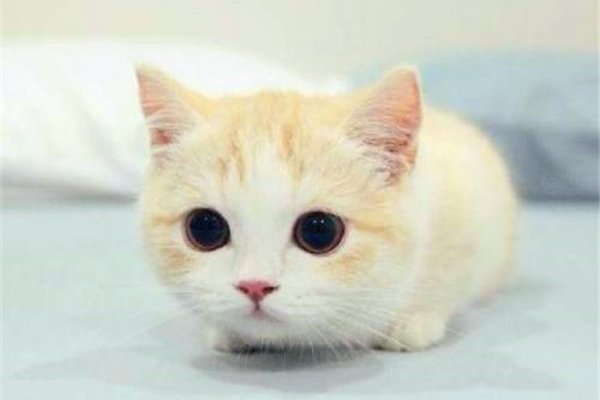 小奶猫多大开始认主人 越多的亲密接触越早认出主人
