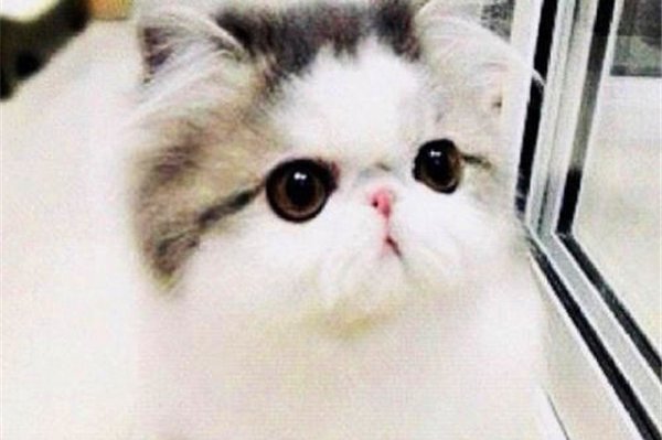 小奶猫多大开始认主人 越多的亲密接触越早认出主人