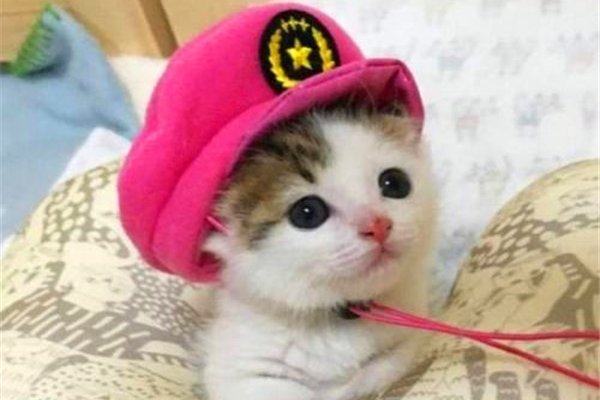 小奶猫多大开始认主人 越多的亲密接触越早认出主人