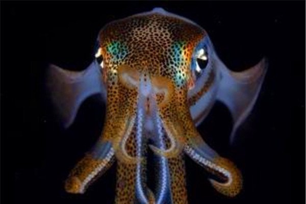 乌贼是四维生物吗 理论还没有得到证实