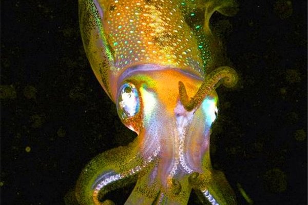 乌贼是四维生物吗 理论还没有得到证实