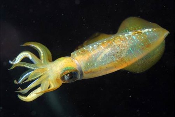 乌贼是四维生物吗 理论还没有得到证实