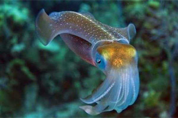 乌贼是四维生物吗 理论还没有得到证实