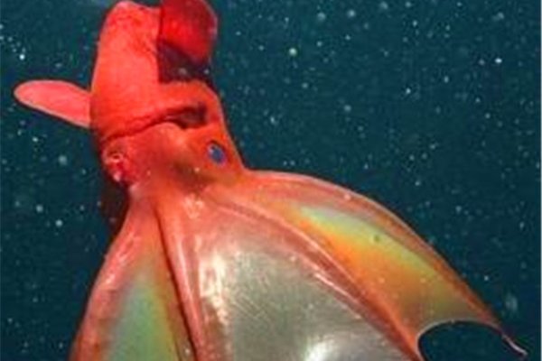 乌贼是四维生物吗 理论还没有得到证实