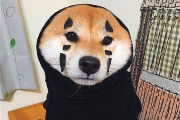 为什么狗能看见鬼 也许这个答案狗知道