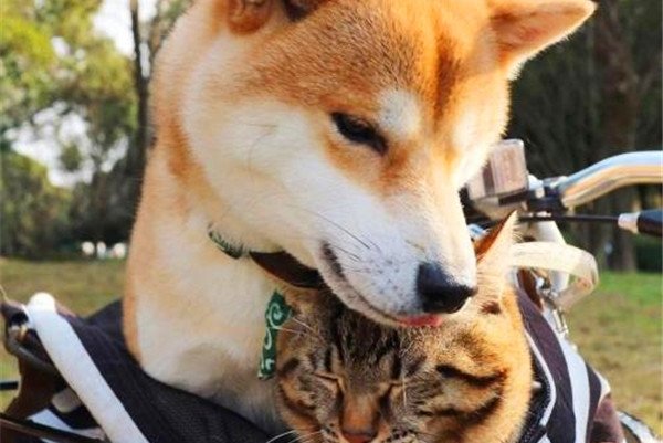 为什么狗能看见鬼 也许这个答案狗知道