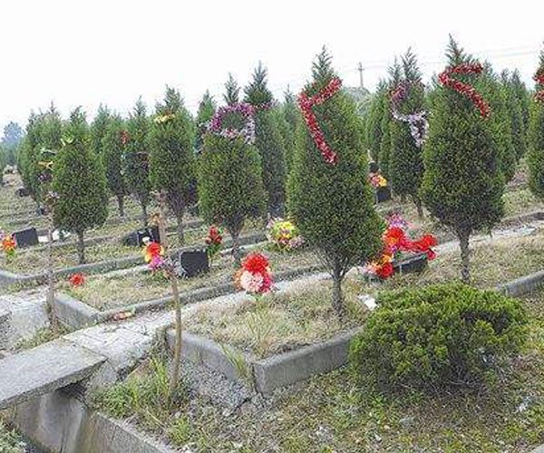 墓地栽树方位图最好栽几棵好 墓地风水好坏对后人有很大的影响